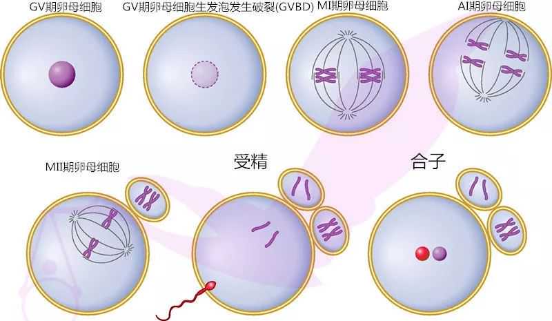 南京哪家代孕机构靠谱,【南京市妇幼供卵试管45岁供卵成功率】因为是顺转刨意